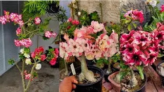 Passeio mostrando flores. 