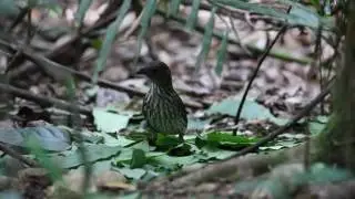 Male tooth billed bowerbird adding leaves to its display court, Australia.