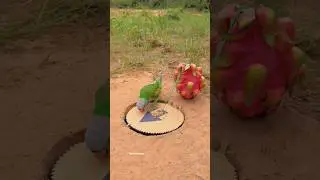 तोता को कैसे पकड़े #birds#parrot#shorts