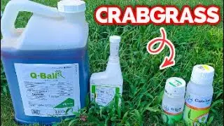 Crabgrass Nightmare - Testing 4 Top Products!