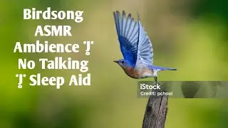 Birdsong ASMR Ambience | No Talking | Sleep Aid
