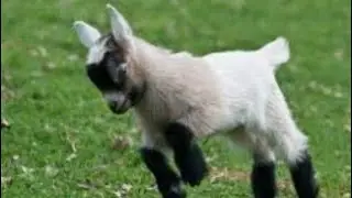 Mini cabra brincando. Animais da fazenda. Som das cabras. Mini cabra. Som dos cabritos.
