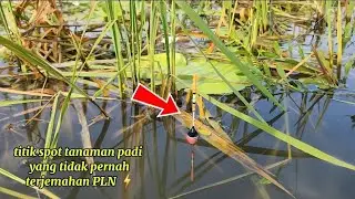 Ya begini jika dapat spot Mancing yang masih alami bayak sambaran #nilademak #fishing #spotnilaliar 