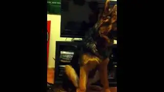 Dog listens to guitar for first time
