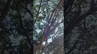 Parque p&uacute;blico de Betania #parques #costaricatravel #shorts #music #deephouse #топ #instrumental