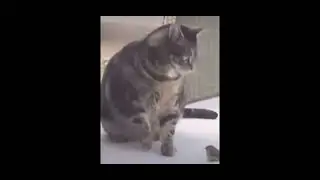 Leave the bird alone you fat f#ck