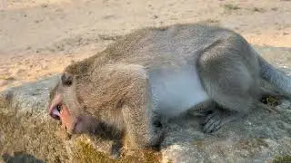 Heart broken! Monkey Juliana has been poisoned seriously | How's her baby Jolan doing?