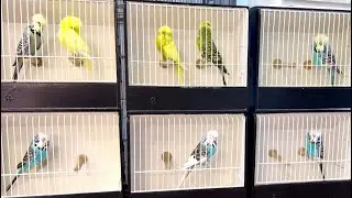 My Lovely Show Quality English Budgies ! 