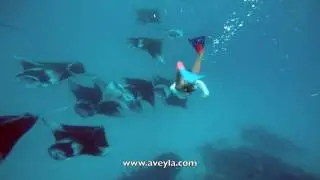 Hanifaru bay - Aveyla Manta Village - Maldives