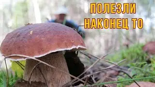 Грибной праздник начался всем срочно в лес