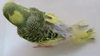 French Molt PolyomaVirus in BUDGIES|| Method and cure for dealing with French molt virus in budgies