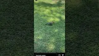 Woody Woodpecker 🐦 #viral #shortvideo #Kolle #Toni #InstaStory #Phrases