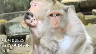 Cute Baby Quinton Monkey With Mum Queen Visit Jade Monkey|So Lovely Baby Quinton Look So Handsome