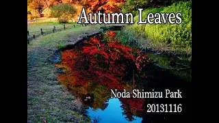 20131116　野田清水公園　紅葉　koba84