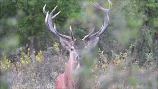 Brame du cerf en Sologne - HD