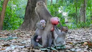 The Real Sweetest Friendship.. Funniest Old Monkey Reaction You'll See Today | Monkey Life In Jungle