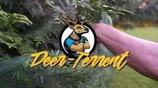 Установите Deer Terrent для дерева туи
