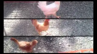 Hen Racing World Championship: Bonsall, Derbyshire