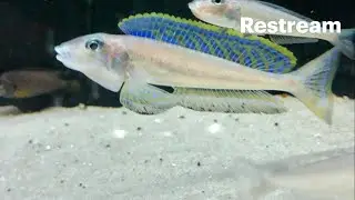 POP UP!! Let&rsquo;s look at some fish!🐠