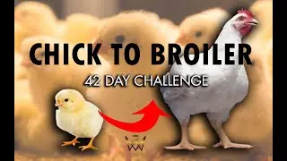 Day 22 -Overcrowding Steals Growth Quietly #broilerchicken #broilerfarming #broilers #broilerprofits