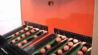 Fruittek High Speed Delicate Tomato Sorter Sizer Prevents Bruising and Maximizes Quality