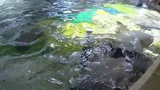 Stingray Lagoon SeaWorld Orlando Florida Attractions (Full HD)