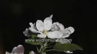 Apple Tree Flowers in Full Bloom Highlighted by a Beautiful Low-Angle Composition in Mussoorie