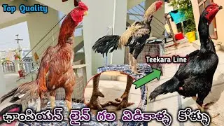 Old Line Peela Dhumar & Teekar Line Kagar Petta||8499009108||A1 Quality Jawa Punju||#kagar #aseel..!