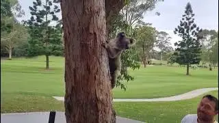 Male koala - Genie is released from Friends of the Koala