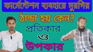 ফার্মেন্টেশন ব্যবহারে মুরগির ঠান্ডা হয় কেন? প্রতিকার এবং উপকার।