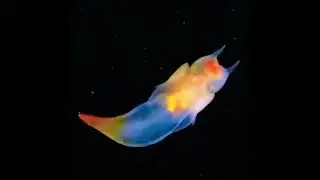 морской ангел 🦭 #подводныймир