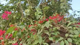 Romantic Golpo Ashik Priyanka Love Story #lovesong #lovestory 