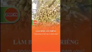 L&agrave;m b&ocirc;ng sầu ri&ecirc;ng trong thời tiết lạnh vẫn th&agrave;nh c&ocirc;ng! #saurieng #shorts