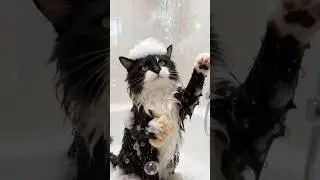 mon chat Igor 😁 abonnez-vous suivez mes aventures #animals #chat #animation #cat #ai #music #cute