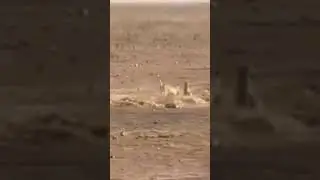 Playful Predators