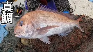 [漁師]浅場に仕掛けた建網何がくるか予想してみた！！