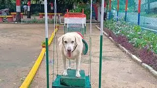 SMART DOG TRAINING RPF Dog Squed Full Work