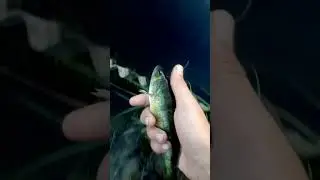 perch fishing#perch#fishing#cool#nice#awesome#wilderness#outdoors#country#john3:16#lake#water#fish🐟😁