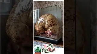 My 24 Hour Christmas Experiment Changed Everything