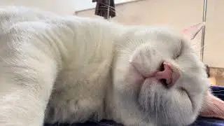Cat Taking a Nap - ASMR 4K Video