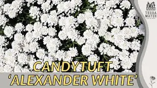 Exploring CANDYTUFT 'ALEXANDER WHITE' in 2 Minutes | (Iberis sempervirens)