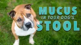 Слизь в собачьем стуле &mdash; что это значит? | Ultimate Pet Nutrition &mdash; Советы по здоровью собак