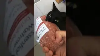 Cat Growling when Trying to Retrieve Minced Meat || ViralHog