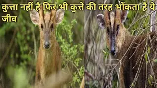 Barking Deer ; knowledge in Hindi, ek esa janwar Jo kutte ki tarah bhonkta hai