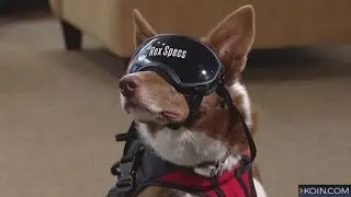 'Superpower Dogs' highlights dogs' lifesaving skills