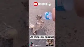 All things are spiritual | Cool Pets