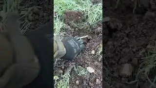 Mole catching cold and crisp checking the talpex traps 👍