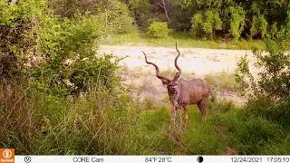 4 Big Male Kudu 1m from Bushcam (South Africa Game Reserve)