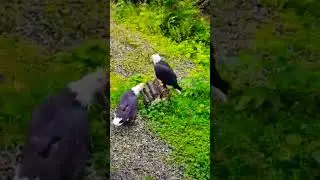 #egale #newanimal #egale #youtubevideos