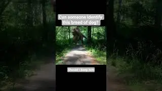 Spinosaurus meme #spinosaurus #jurrasicpark #trex #viral #memes #dinosaur #dino #shorts